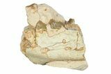 Bargain, Fossil Oreodont (Merycoidodon) Jaw - South Dakota #249294-1